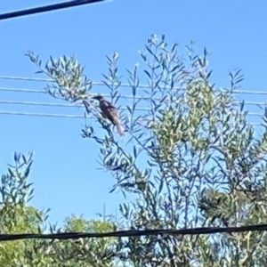 Philemon corniculatus at Wanniassa, ACT - 21 Dec 2021 09:13 AM