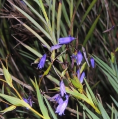 Stypandra glauca (Nodding Blue Lily) at Conder, ACT - 20 Oct 2021 by michaelb