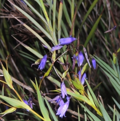 Stypandra glauca (Nodding Blue Lily) at Conder, ACT - 20 Oct 2021 by michaelb