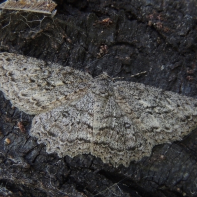 Ectropis fractaria (Ringed Bark Moth) at Pollinator-friendly garden Conder - 29 Nov 2021 by michaelb