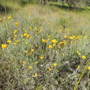 Chrysocephalum apiculatum at Tennent, ACT - 9 Nov 2021