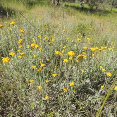 Chrysocephalum apiculatum (Common Everlasting) at Tennent, ACT - 9 Nov 2021 by MichaelBedingfield