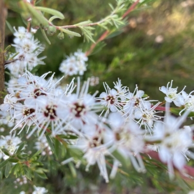 Kunzea ericoides (Burgan) at Black Mountain - 20 Dec 2021 by Jenny54