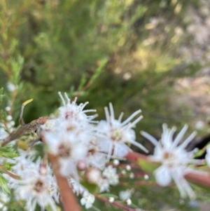 Kunzea ericoides at Molonglo Valley, ACT - 21 Dec 2021 08:07 AM