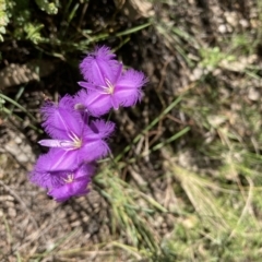 Thysanotus tuberosus (Common Fringe-lily) at Molonglo Valley, ACT - 20 Dec 2021 by Jenny54