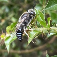 Bembix sp. (genus) (Unidentified Bembix sand wasp) at Acton, ACT - 18 Dec 2021 by AJB