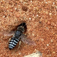 Bembix sp. (genus) at Acton, ACT - 18 Dec 2021