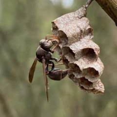 Ropalidia plebeiana (Small brown paper wasp) at Acton, ACT - 18 Dec 2021 by AJB