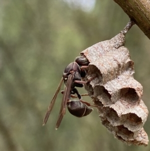 Ropalidia plebeiana at Acton, ACT - 18 Dec 2021