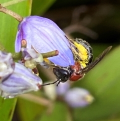 Lasioglossum (Callalictus) callomelittinum (Halictid bee) at Acton, ACT - 18 Dec 2021 by AJB