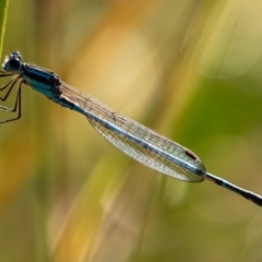 Austrolestes leda (Wandering Ringtail) at Holt, ACT - 21 Dec 2021 by DW