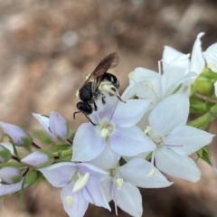 Lasioglossum (Chilalictus) sp. (genus & subgenus) (Halictid bee) at Acton, ACT - 18 Dec 2021 by AJB