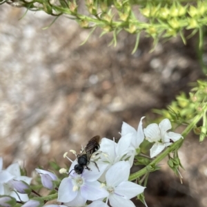 Lasioglossum (Chilalictus) sp. (genus & subgenus) at Acton, ACT - 18 Dec 2021 11:14 AM