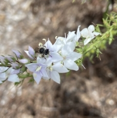 Lasioglossum (Chilalictus) sp. (genus & subgenus) at Acton, ACT - 18 Dec 2021 11:14 AM