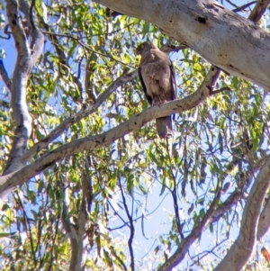 Accipiter fasciatus at Splitters Creek, NSW - 21 Dec 2021