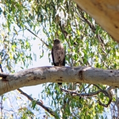 Tachyspiza fasciata at Splitters Creek, NSW - suppressed
