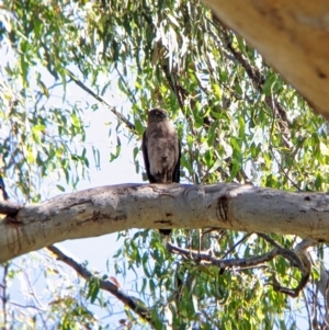 Tachyspiza fasciata at Splitters Creek, NSW - suppressed