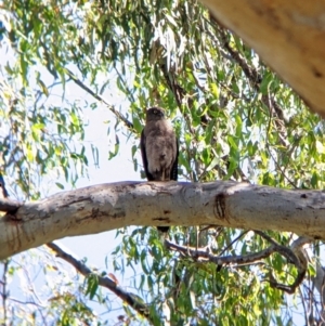 Accipiter fasciatus at Splitters Creek, NSW - 21 Dec 2021