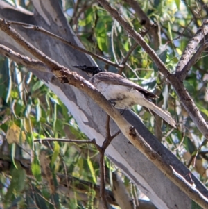 Philemon corniculatus at Splitters Creek, NSW - 21 Dec 2021