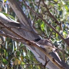 Philemon corniculatus at Splitters Creek, NSW - suppressed