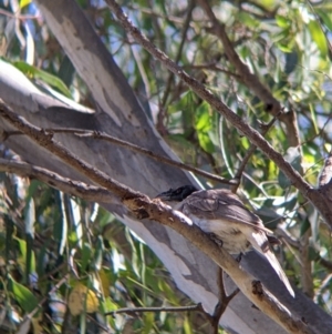 Philemon corniculatus at Splitters Creek, NSW - suppressed