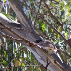 Philemon corniculatus at Splitters Creek, NSW - 21 Dec 2021