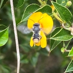 Megachile (Hackeriapis) oblonga (A Megachild bee) at Acton, ACT - 18 Dec 2021 by AJB