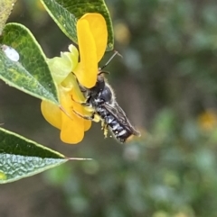 Megachile (Hackeriapis) oblonga at Acton, ACT - 18 Dec 2021