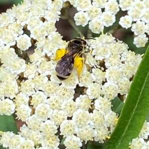 Lasioglossum (Chilalictus) sp. (genus & subgenus) at Acton, ACT - 18 Dec 2021