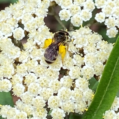 Lasioglossum (Chilalictus) sp. (genus & subgenus) (Halictid bee) at ANBG - 18 Dec 2021 by AJB