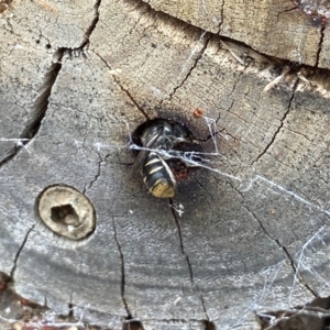 Megachile (Hackeriapis) oblonga at Acton, ACT - 18 Dec 2021