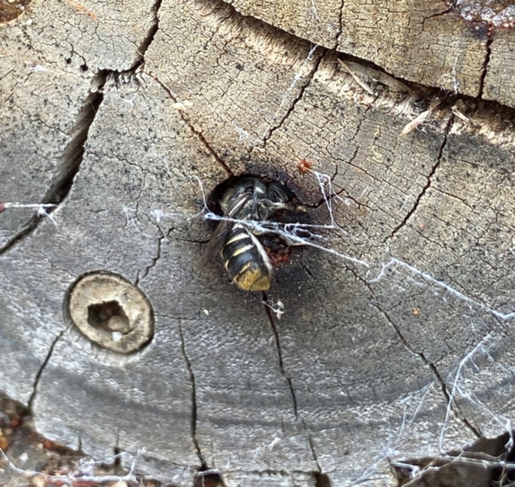 Megachile (Hackeriapis) oblonga at Acton, ACT - 18 Dec 2021