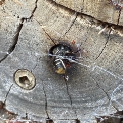 Megachile (Hackeriapis) oblonga (A Megachild bee) at Acton, ACT - 18 Dec 2021 by AJB