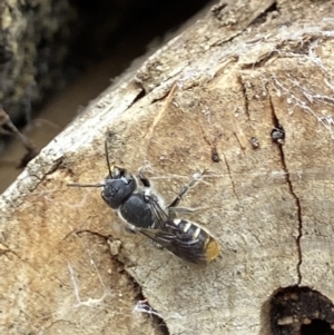 Megachile (Hackeriapis) oblonga at Acton, ACT - 18 Dec 2021