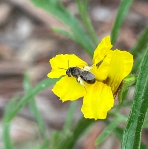 Lasioglossum (Chilalictus) sp. (genus & subgenus) at Acton, ACT - 18 Dec 2021