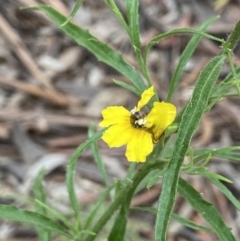 Lasioglossum (Chilalictus) sp. (genus & subgenus) at Acton, ACT - 18 Dec 2021