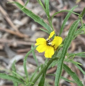 Lasioglossum (Chilalictus) sp. (genus & subgenus) at Acton, ACT - 18 Dec 2021