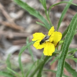 Lasioglossum (Chilalictus) sp. (genus & subgenus) at Acton, ACT - 18 Dec 2021