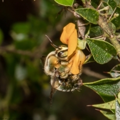 Xylocopa (Lestis) aerata (Golden-Green Carpenter Bee) at Acton, ACT - 21 Dec 2021 by Roger