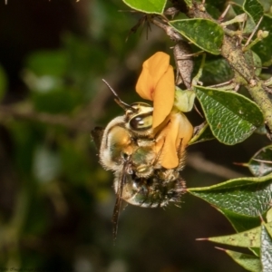 Xylocopa (Lestis) aerata at Acton, ACT - 21 Dec 2021