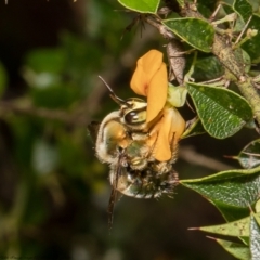 Xylocopa (Lestis) aerata (Golden-Green Carpenter Bee) at Acton, ACT - 20 Dec 2021 by Roger