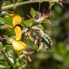 Xylocopa (Lestis) aerata at Acton, ACT - 21 Dec 2021