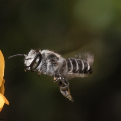 Megachile (Eutricharaea) serricauda (Leafcutter bee, Megachilid bee) at ANBG - 20 Dec 2021 by Roger