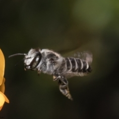 Megachile (Eutricharaea) serricauda (Leafcutter bee, Megachilid bee) at Acton, ACT - 20 Dec 2021 by Roger