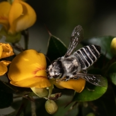 Megachile (Eutricharaea) serricauda at Acton, ACT - 21 Dec 2021 10:38 AM