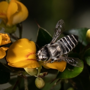 Megachile (Eutricharaea) serricauda at Acton, ACT - 21 Dec 2021