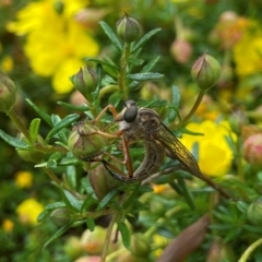 Cerdistus sp. (genus) (Yellow Slender Robber Fly) at Acton, ACT - 18 Dec 2021 by AJB