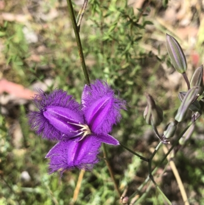 Thysanotus tuberosus (Common Fringe-lily) at Point 604 - 19 Dec 2021 by goyenjudy
