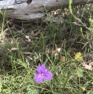 Thysanotus tuberosus at Bruce, ACT - 20 Dec 2021 10:05 AM