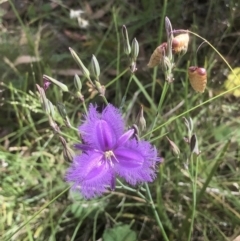 Thysanotus tuberosus at Bruce, ACT - 20 Dec 2021 10:05 AM